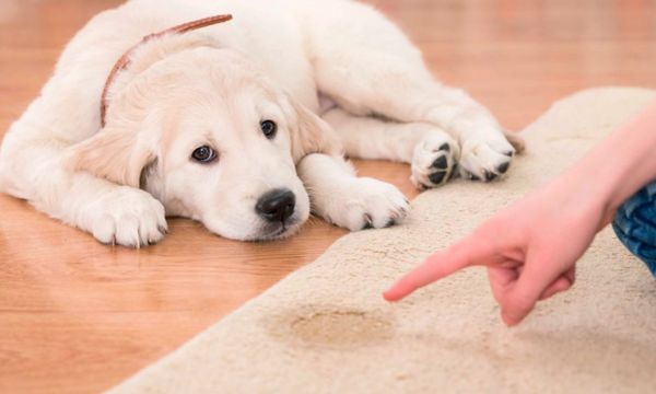 6 Secretos de Limpieza de Alfombras para Dueños de Mascotas